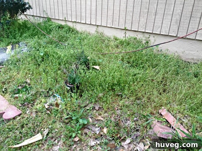 Another view of an unmaintained garden bed with severe weed infestation