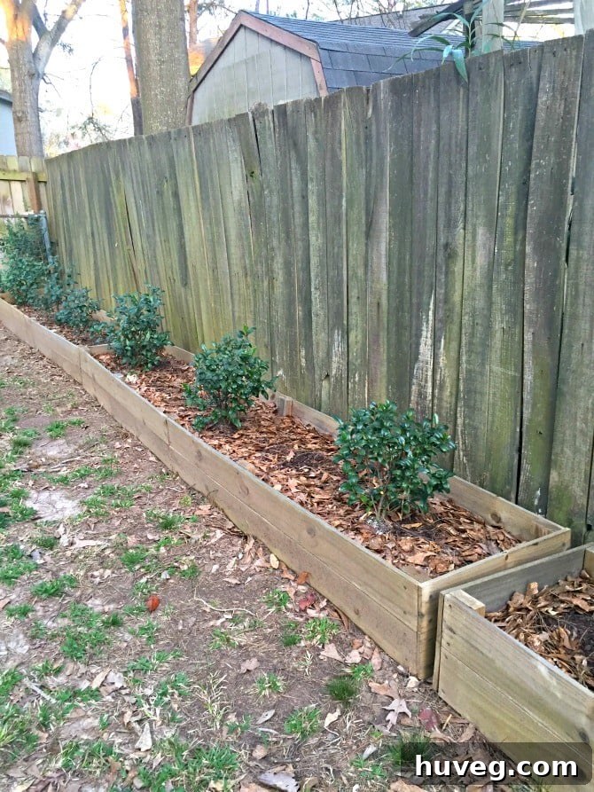 Thriving gardenia garden beds maintained with organic layering