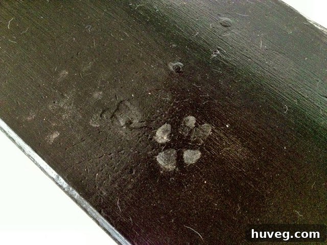 Adorable white paw print on black painted stair