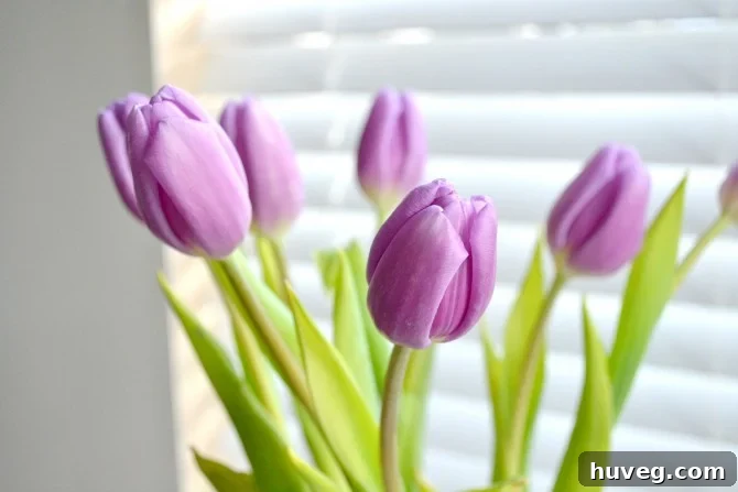tulips