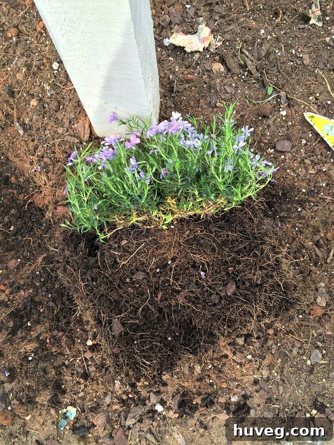 how to divide phlox