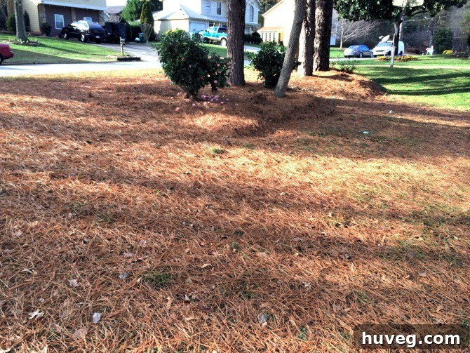 pine straw front lawn