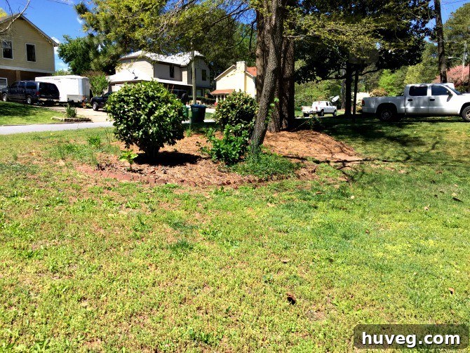 spring lawn no pine straw