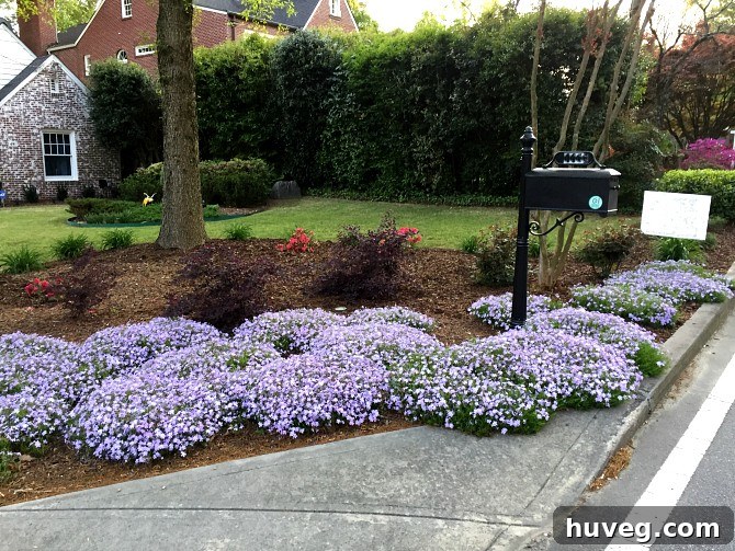 phlox garden bed