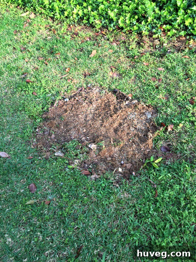 fill in old stump