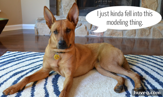 Adorable dog Charlie, a regular blog feature