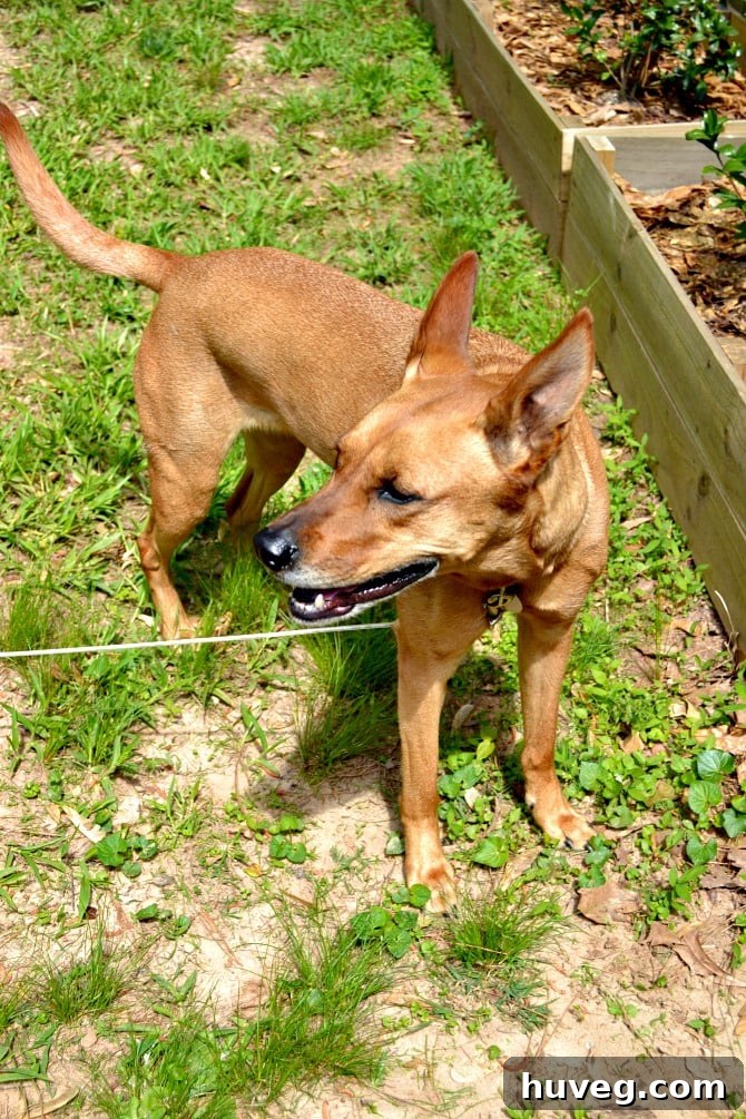 A friendly dog named Charlie observing the gate repair project with curiosity