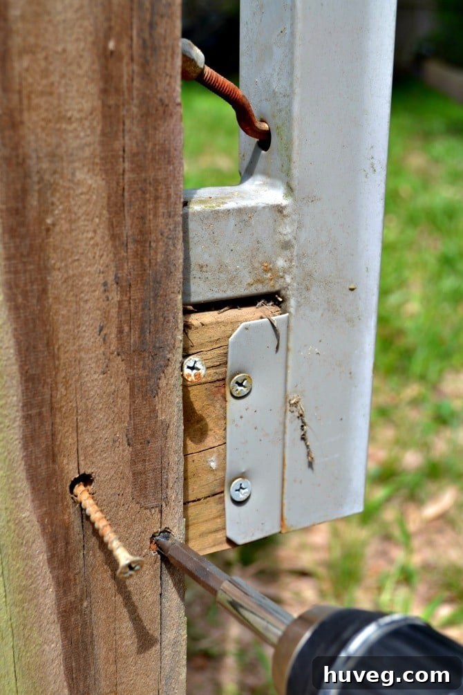 Removing old, rusty screws from the gatepost using a drill