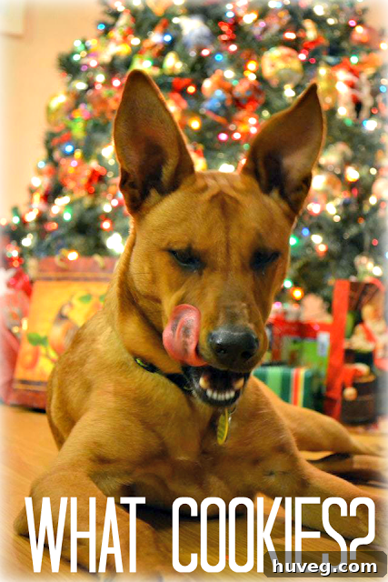 Charlie, a festive dog, wishing Merry Christmas with a joyful expression.