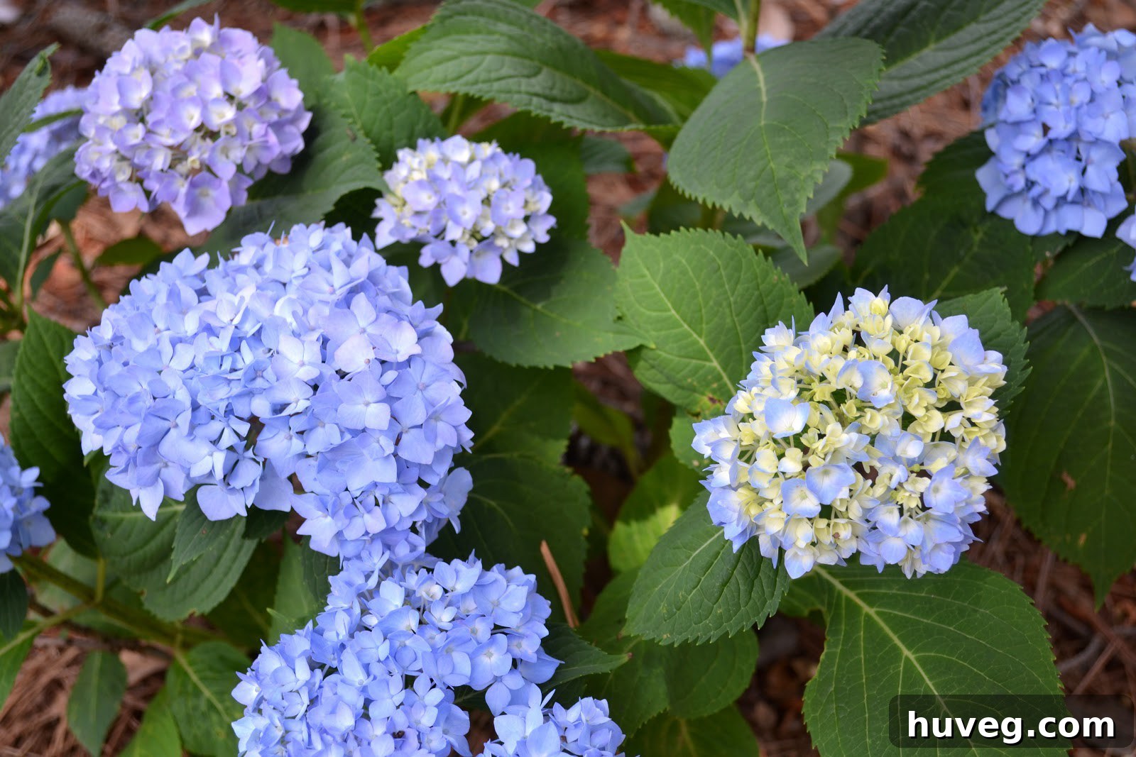 blue hydrangeas enhancing curb appeal