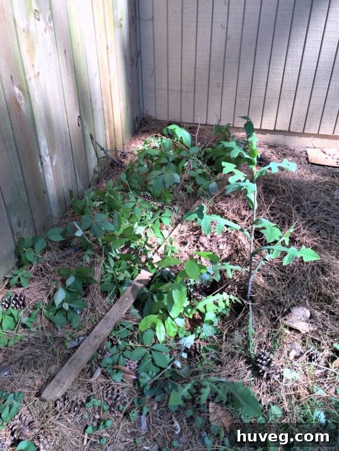 Weeds and vines growing near the AC unit