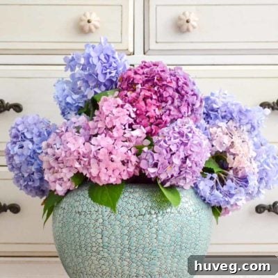 Hydrangea bloom in a large blue vase