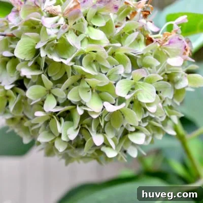 Fall hydrangeas with changing leaf and bloom colors