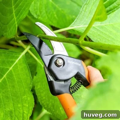Cut stem of a hydrangea ready for propagation