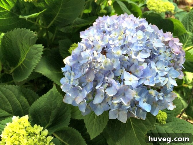 Close-up of a single blue mophead hydrangea bloom
