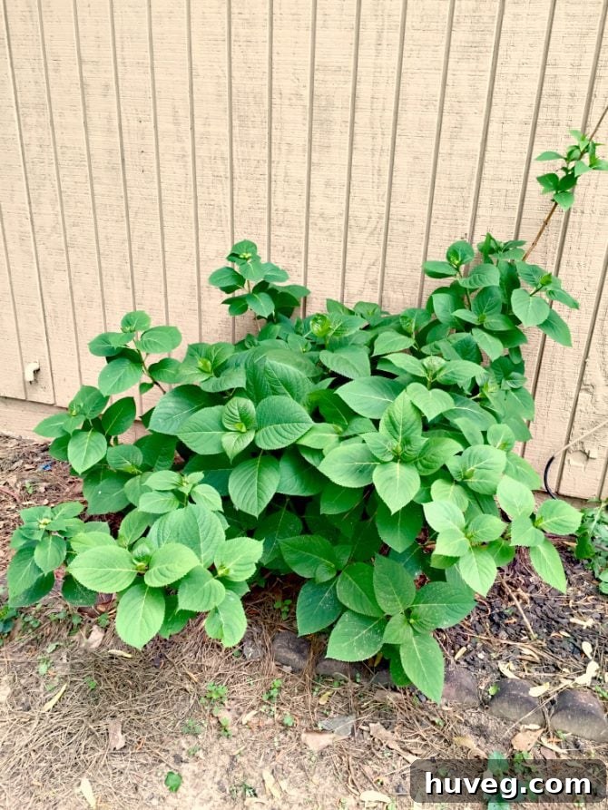 Lush green hydrangeas in spring showing healthy new growth