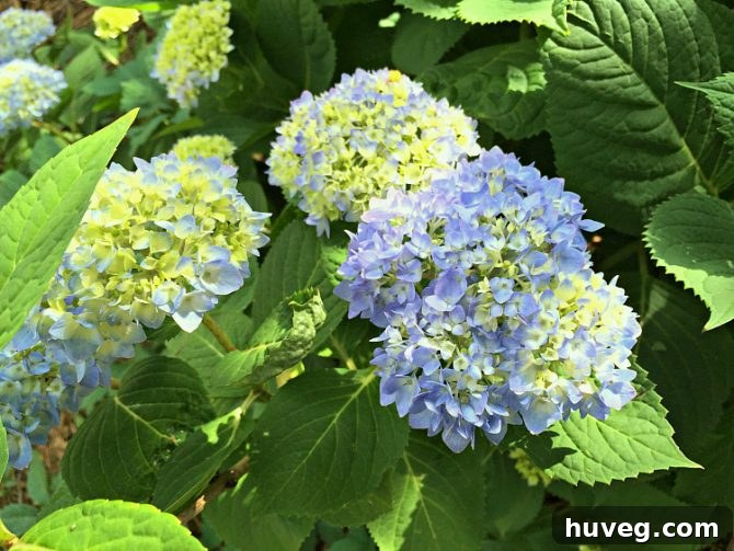 Yellow and blue hydrangea blooms demonstrating color variation