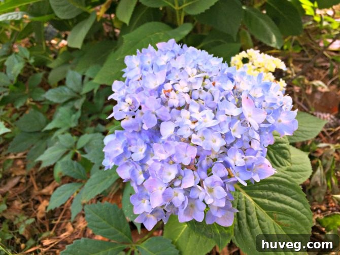 New hydrangeas blooming with hints of blue and purple
