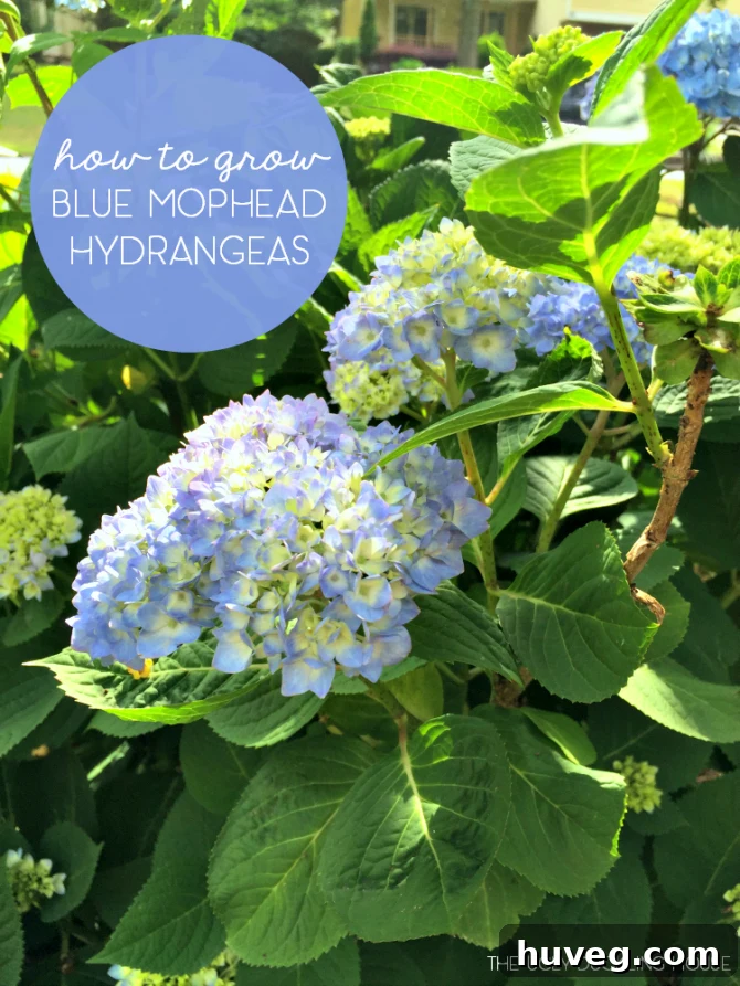 How to grow blue hydrangeas, infographic style