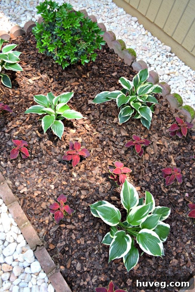 Completed air conditioning unit landscaping with hostas and coleus