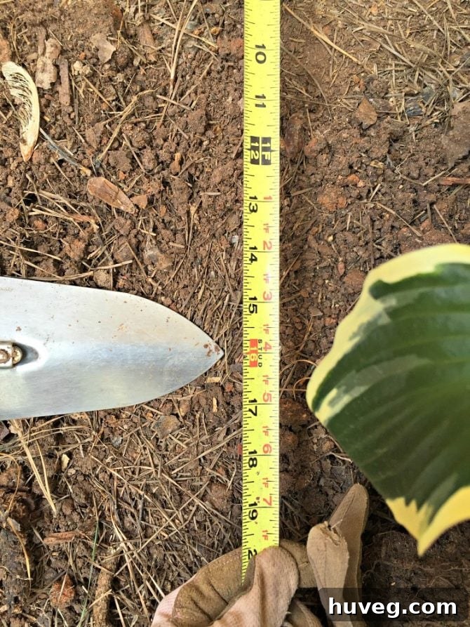 Measuring and marking plant spacing with a gardening trowel for accurate placement