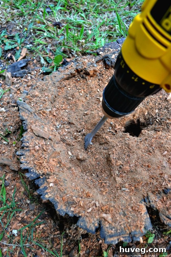 Woman actively drilling into a tree stump to create a planter