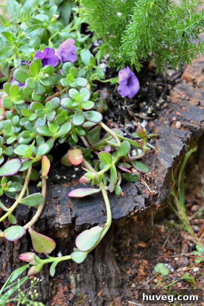Close-up of a mix of colorful, drought-tolerant plants in a stump planter