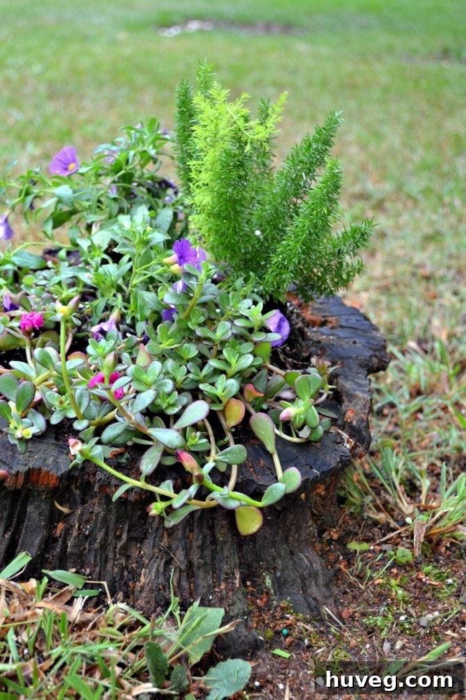 Another side view of the cascading stump planter, showing plant details