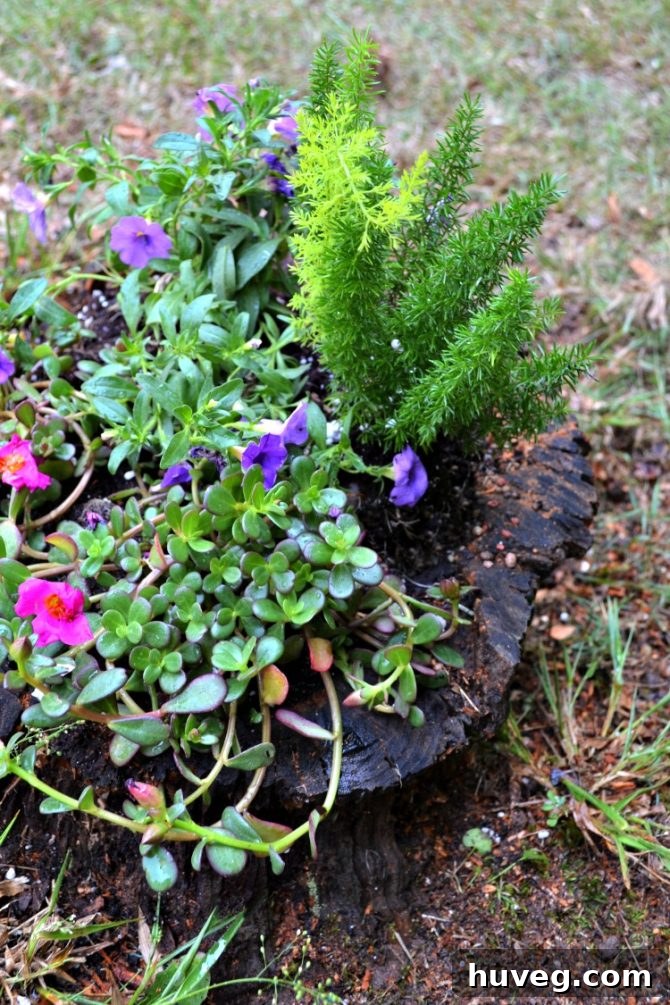 Stump planter immediately after a rain shower, flowers closed