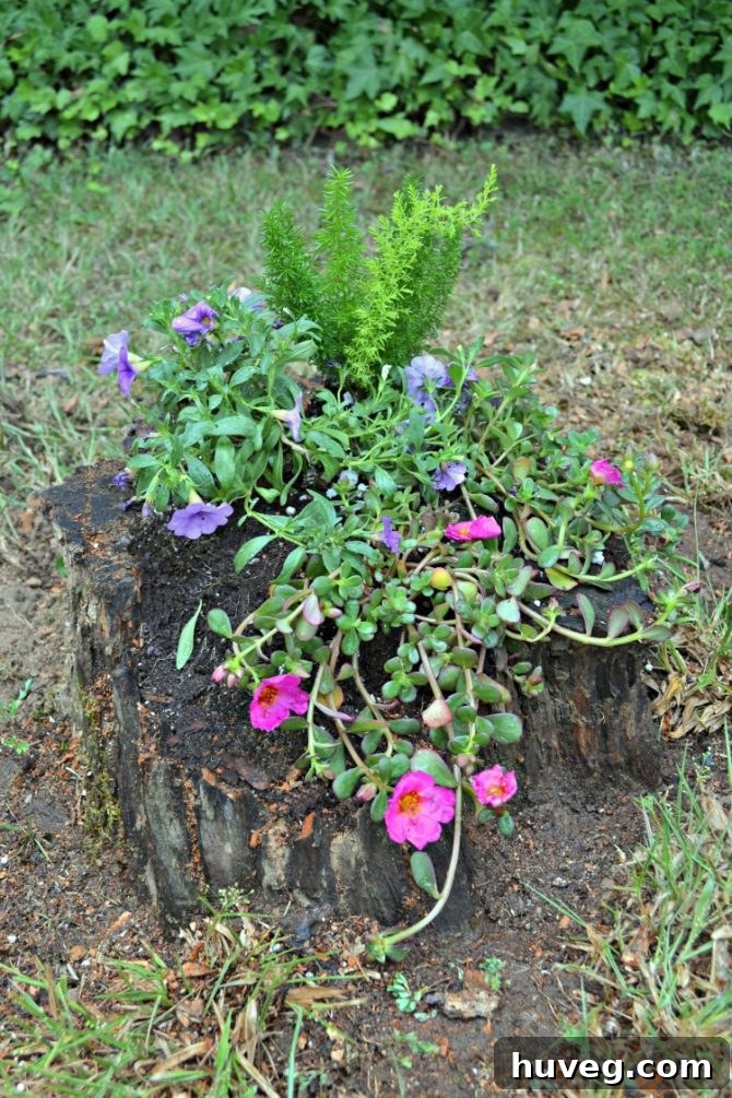 Top view of the cascading stump planter, showcasing the plant arrangement