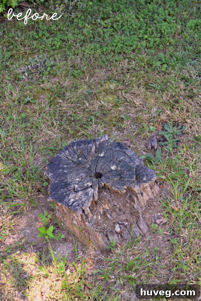 Before photo of an ugly, unkempt tree stump