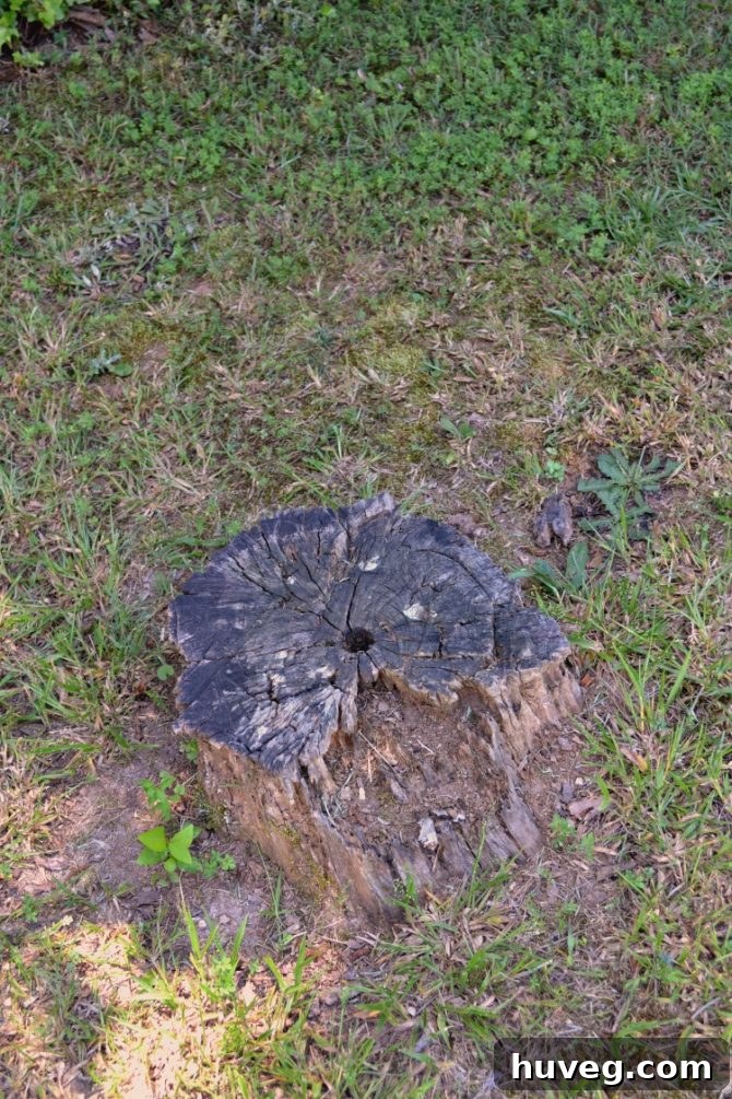 Before photo of an ugly, decaying tree stump in the lawn
