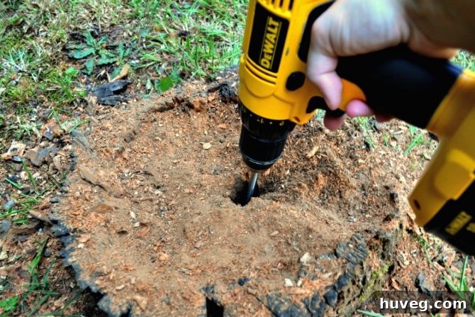 Drilling multiple holes into a tree stump to create a planter