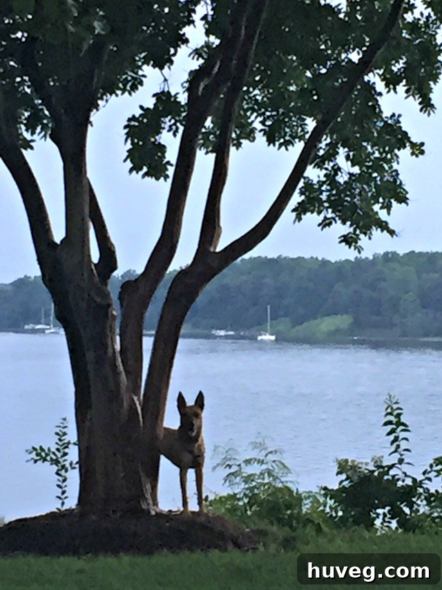 Charlie enjoying Deltaville - Dog on Vacation