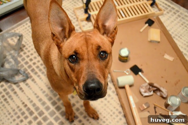 Pet helper supervising DIY project