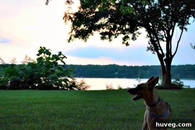 Charlie on leash in Deltaville