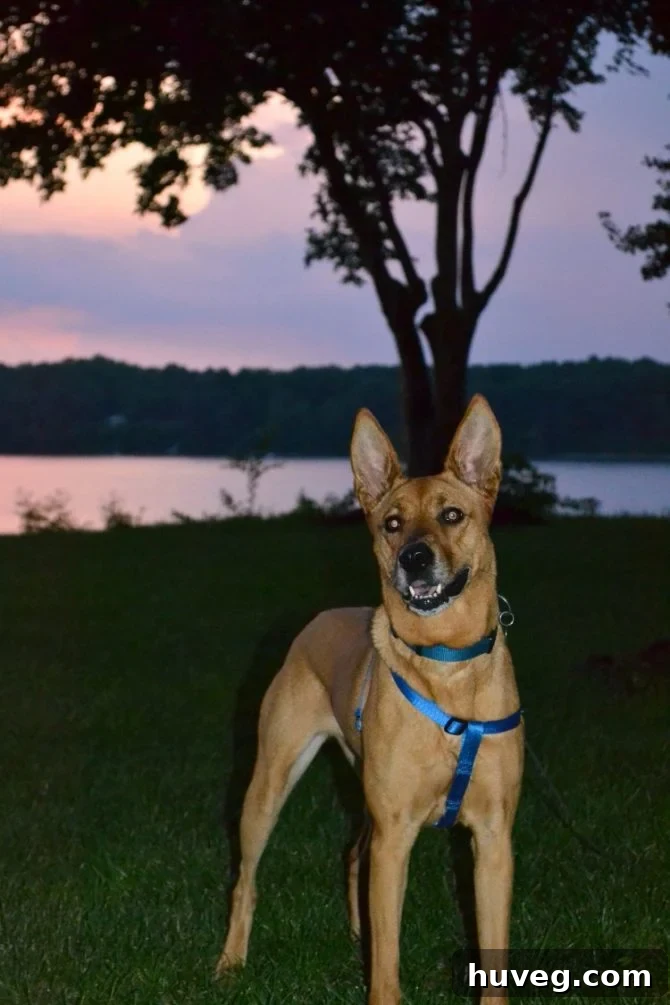 Charlie after sunset