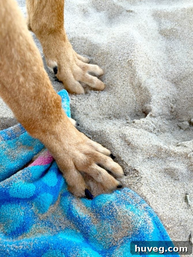 Charlie on the beach