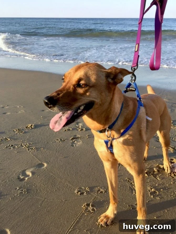 Charlie exploring the beach