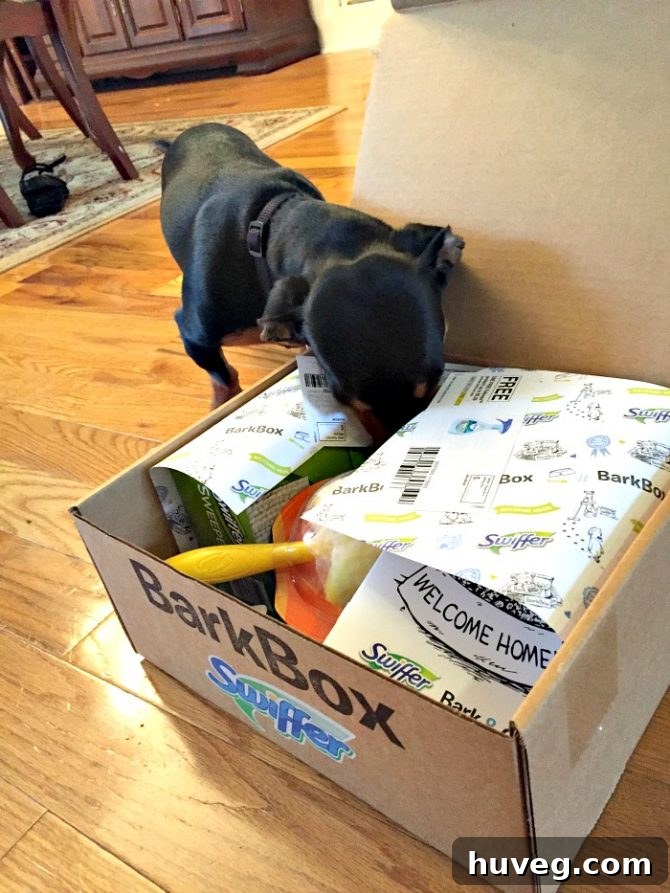 Buddy the Dachshund with his new Bark Box treats