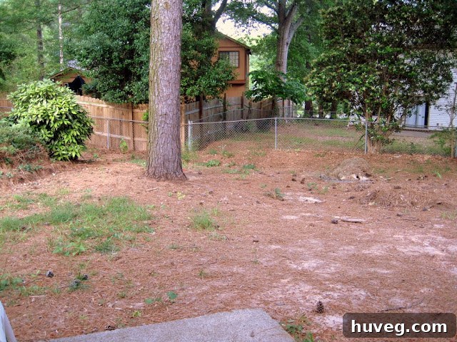 Backyard after ivy removal, showing the dominance of pine trees and straw.